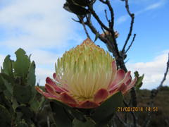 Protea glabra