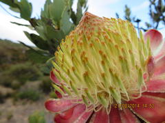 Protea glabra
