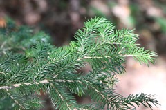 Picea jezoensis jezoensis