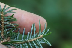 Picea jezoensis jezoensis