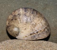Nerita polita