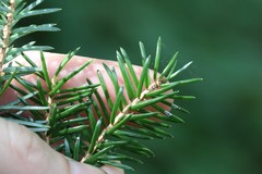 Picea jezoensis jezoensis