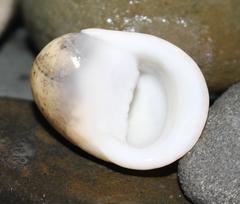 Nerita polita