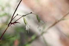 Silene foliosa