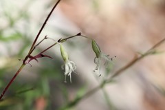 Silene foliosa