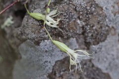 Silene foliosa