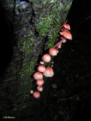 Mycena haematopus