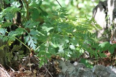 Kitagawia terebinthacea