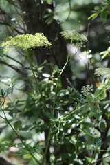 Kitagawia terebinthacea