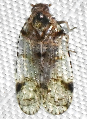 Cixius nervosus