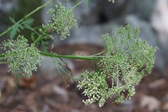 Kitagawia terebinthacea