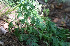 Kitagawia terebinthacea