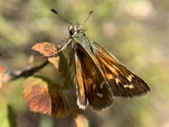 Hesperia leonardus