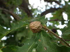 Andricus infectorius