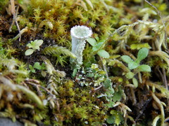 Cladonia asahinae