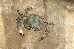 Thalamitinae
