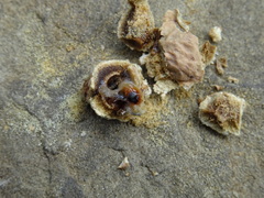 Andricus infectorius