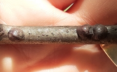 Parthenolecanium corni