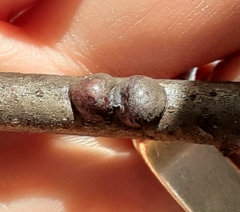 Parthenolecanium corni