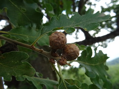 Andricus infectorius