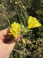 Oenothera elata hookeri