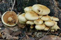Pholiota malicola