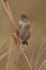Cisticola juncidis terrestris