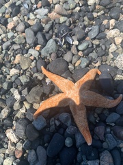 Evasterias troschelii