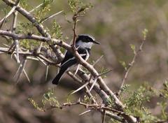 Batis molitor molitor