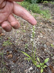 Spiranthes casei novaescotiae