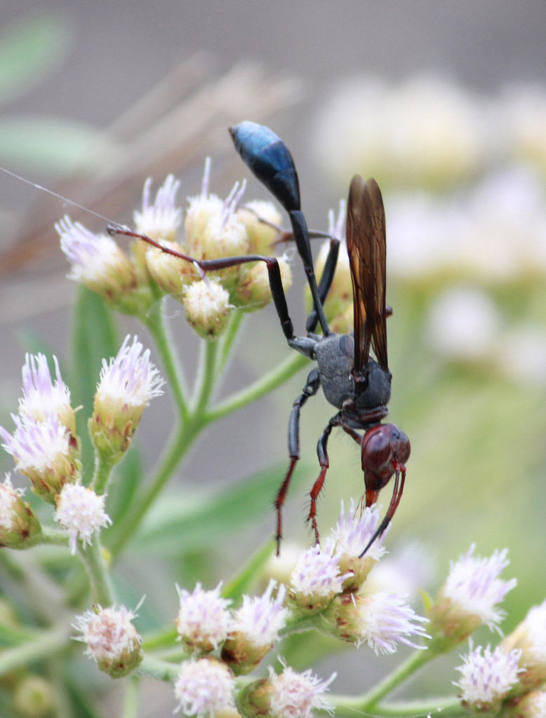 Ammophila beniniensis