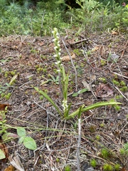 Spiranthes casei novaescotiae