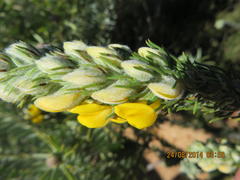 Aspalathus shawii shawii