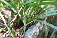 Iris uniflora