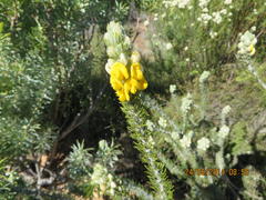 Aspalathus shawii shawii