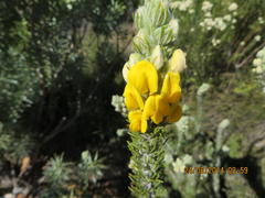 Aspalathus shawii shawii