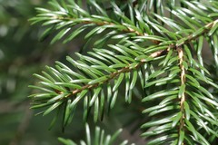 Picea jezoensis jezoensis