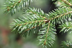 Picea jezoensis jezoensis
