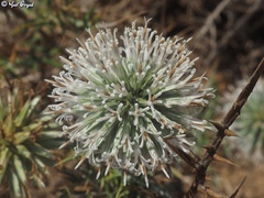 Echinops philistaeus