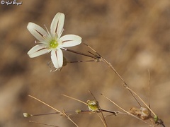 Gypsophila capillaris