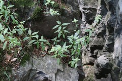 Hylotelephium viviparum