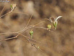 Gypsophila capillaris