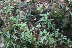 Hylotelephium viviparum