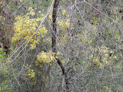 Acacia genistifolia