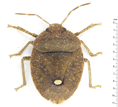 Hippotiscus scutellatus