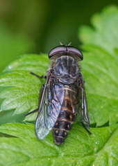 Tabanus bromius