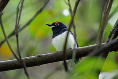Black-Throated Wattle-Eye photo 3