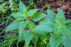 Urtica dioica