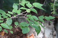 Lonicera chrysantha