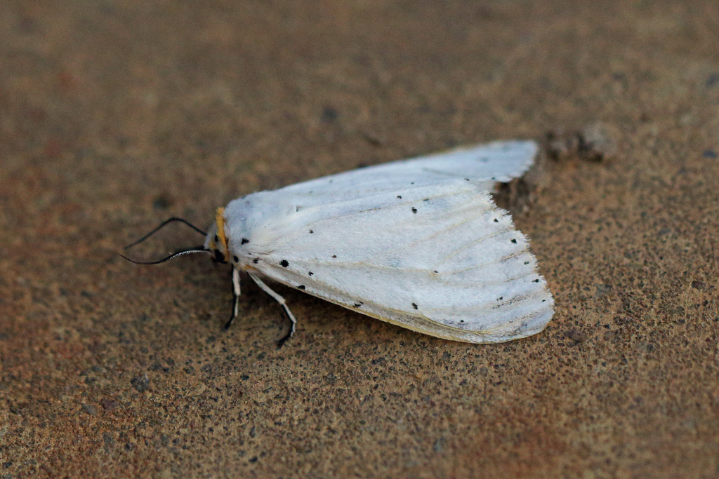 Spilosoma bipartita